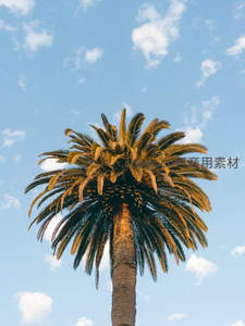 仰拍蓝天下的高大棕榈树冠