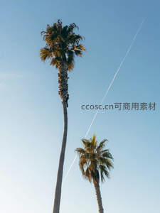 晴空下两棵棕榈树与飞机尾迹