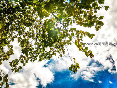 阳光穿透绿叶仰拍