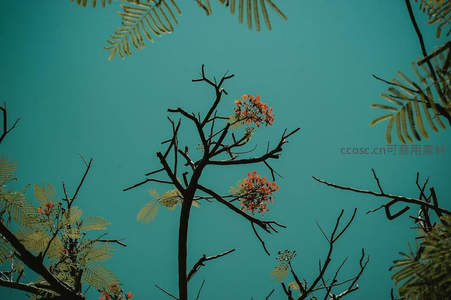 橙花点缀青空枝头