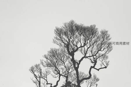 雾中枯枝交错形态