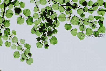 仰望绿叶，阳光透过枝叶洒下斑驳光影