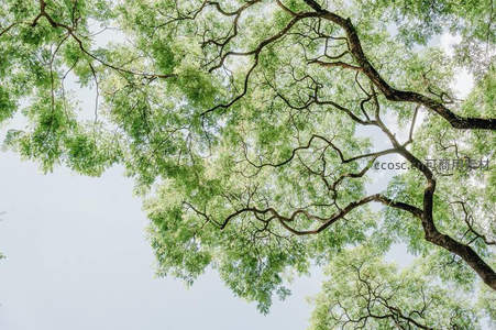 繁茂树冠交织成天然穹顶，绿意盎然