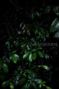 幽暗雨林绿叶滴水，光影斑驳神秘