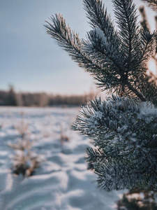 雪覆松针迎晨光，冬日旷野静谧美