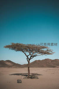 荒漠孤树傲立蓝天，远山苍茫寂寥