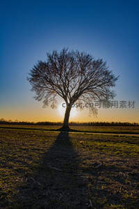 夕阳下田野中孤独树木的剪影