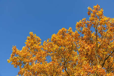 秋日晴空下金黄树叶的灿烂景象