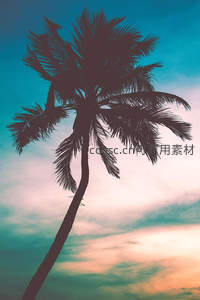 热带椰树剪影映衬梦幻晚霞天幕