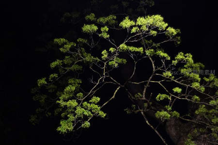 夜幕枝叶如画，荧光绿意破黑暗