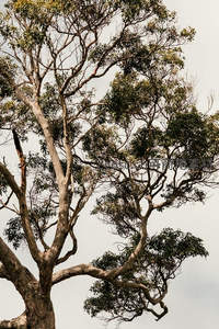 苍劲古树仰拍，枝干盘曲向天空伸展