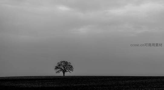 孤树剪影，黑白色调下的旷野寂寥