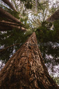 仰望森林巨木的壮丽景象