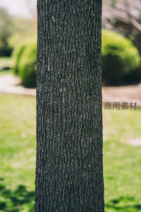 树干纹理特写展现自然肌理