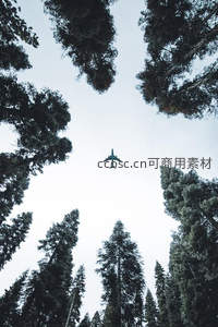 森林仰望飞机穿越天际