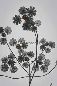 微距特写植物叶脉纹理