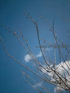 枯枝剪影映蓝天，云朵轻拂显宁静