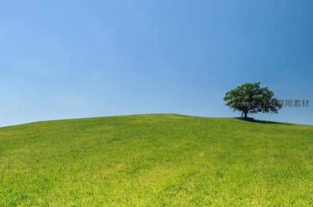 孤树屹立青翠山坡，蓝天为幕