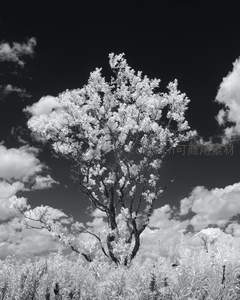 红外滤镜下的奇幻白树与云海