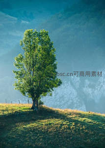 晨雾山间孤树，绿意盎然