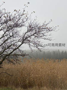 寒风中枯枝摇曳，芦苇荡漾