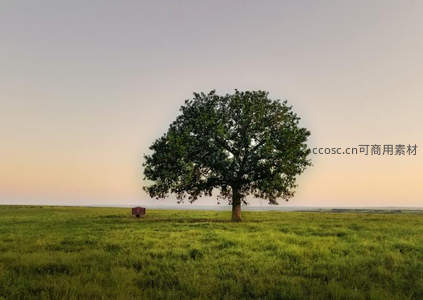 草原孤树映晚霞，宁静致远自然景