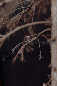 微距枯枝细节美，纹理清晰显自然