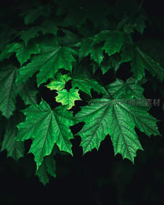 翠绿枫叶层层叠，光影斑驳显生机