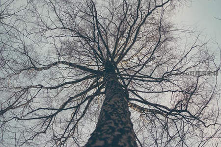 仰望光秃枝桠的参天大树