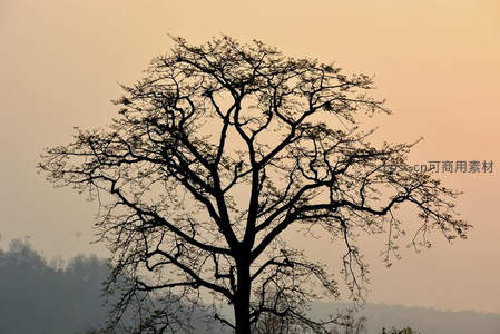 暮色中枝繁叶茂的树影