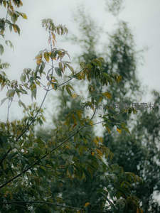 微风中摇曳的绿黄叶片