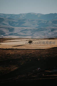 远山如黛田野阔，孤树独立显苍凉