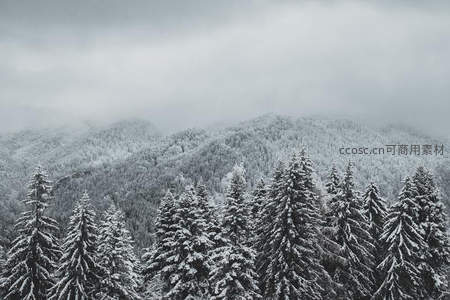 雾锁雪山林，松针披雪静谧苍茫