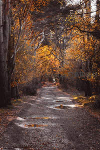 秋日林间小径，落叶铺就金色长廊