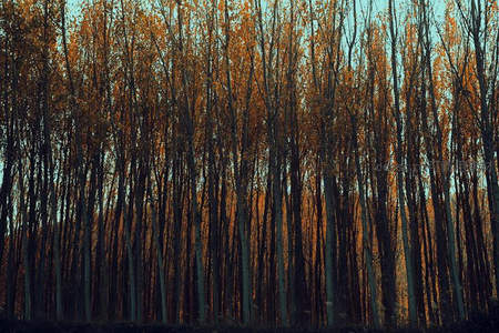 高耸树林剪影，秋色染遍枝头