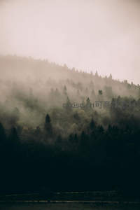 薄雾笼罩的静谧山林，松树若隐若现