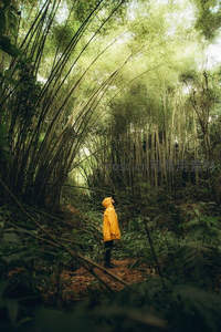 竹林深处黄衣人，仰望绿意寻幽静