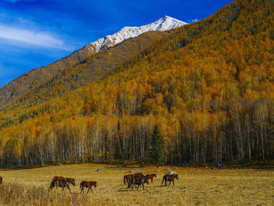 雪山脚下秋林牧场马群悠然漫步
