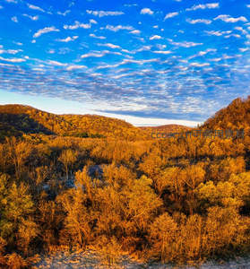 金色秋林航拍，云海映衬层峦叠嶂