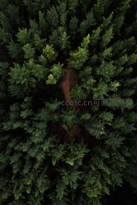 林间小径穿行绿意深处