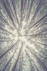 仰望林梢天空如画框