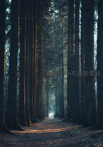 幽深林道尽头鹿影若隐若现