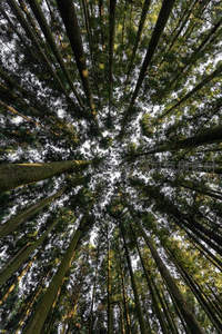 仰望苍穹，巨树参天直指云霄