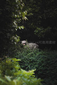 白虎隐匿丛林张口露威严