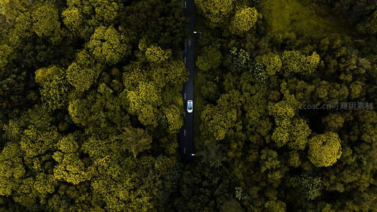 俯瞰绿海穿行路，孤车驰骋林荫道