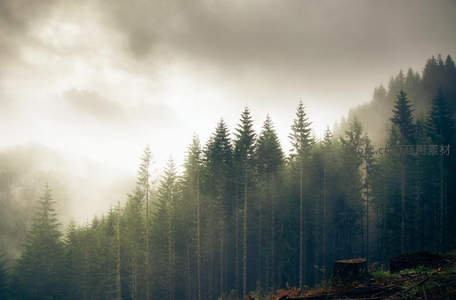 晨曦穿透薄雾洒向林海