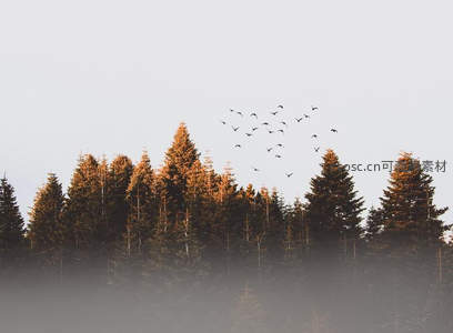 晨雾森林上空飞鸟成群掠过树梢