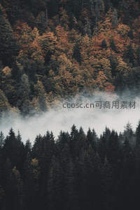 秋林云海，层林尽染如诗