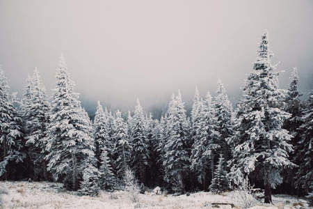 雪覆松林，银装素裹静美