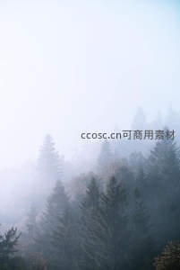 晨雾弥漫的松林剪影